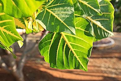 迷宫探索动作角色扮演游戏《虚空地牢》现已上线Steam平台